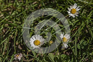 Daisy flower near small drain in green grass