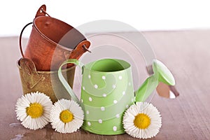 Daisy flower with old tin bucket