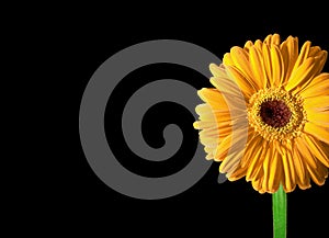 Daisy flower, photo of Yellow Gerbera on black