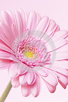 Daisy flower on a pink background