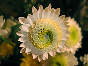 Daisy Flower, Pomona Gardens, California, USA