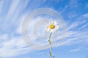 Daisy flower on sky photo