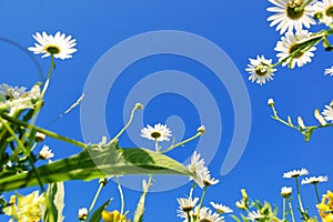 Daisy flower in summer with blue sky