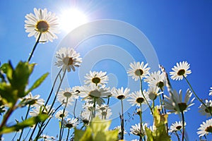 Daisy flower in summer with blue sky