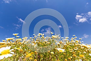 Daisy flower in summer with blue sky. Beautiful landscape, white petals on summer meadow flowers. Tranquil nature