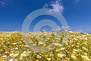 Daisy flower in summer with blue sky. Beautiful landscape, white petals on summer meadow flowers. Tranquil nature