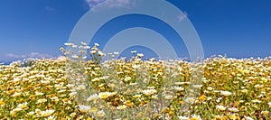 Daisy flower in summer with blue sky. Beautiful landscape, white petals on summer meadow flowers. Tranquil nature