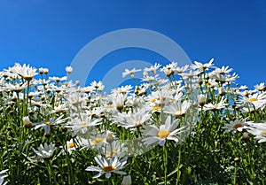 The daisy flower symbolizes innocence, a loyal love and gentleness. Daisy flower is a powerful healing herb that works great and