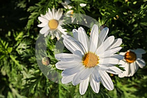 The daisy flower symbolizes innocence, a loyal love and gentleness. Daisy flower is a powerful healing herb that works great and