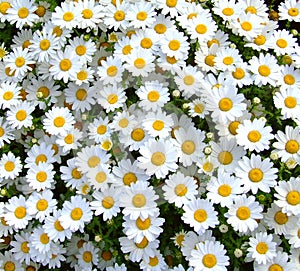 Daisy Flower photo