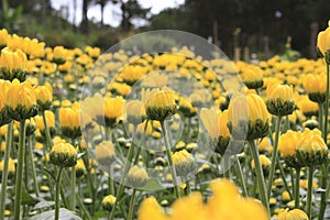 Daisy flower