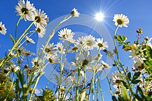 Daisy flower under blue sky