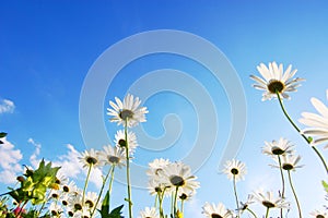 Daisy flower under blue sky