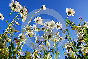 Daisy flower under blue sky