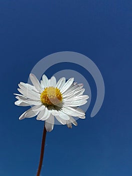 Daisy flower under the blue sky
