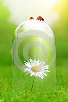 Daisy flower under the glass jar. Protection of nature.