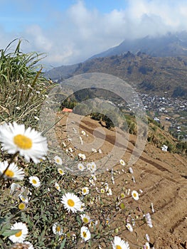 Daisy flower wallpaper on mountain slopes