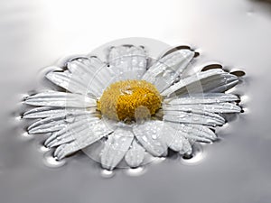 Daisy flower on water