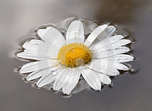 Daisy flower on water