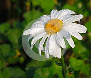 Daisy flower with water droplets