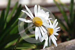 Daisy flower with white petals in the garden photo