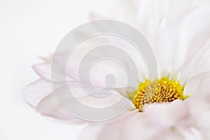 Daisy Flower White Yellow Daisies Floral Flowers