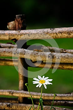 Daisy Flower by Wicker Fence