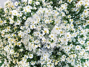 The Daisy flower - wild chamomile