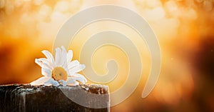 Daisy flower on a wooden table on a natural background sunset sky, banner for website