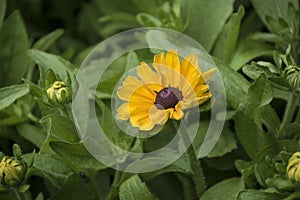 Daisy flower with yellow blossom on natural background.