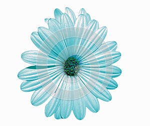 Daisy Flowering plant in blue color of its petals in white background