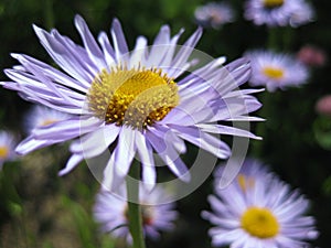 Daisy flowers