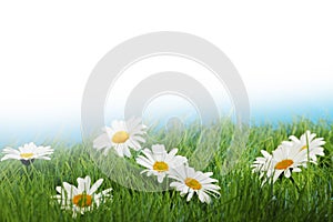 Daisy flowers