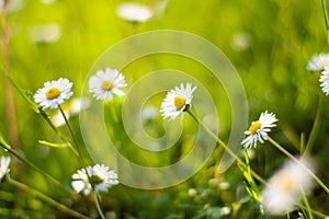 Daisy flowers