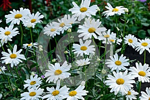 Daisy flowers