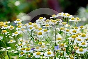 Daisy flowers