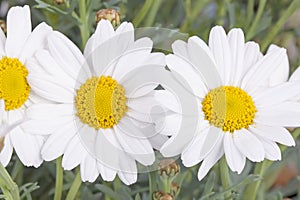 Daisy flowers