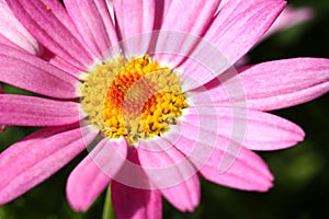 Daisy flowers