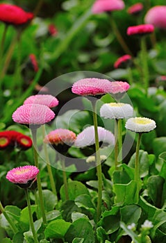 Daisy flowers