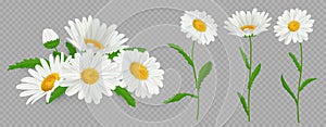 Daisy flowers. 3d meadow chamomile, isolated spring camomile collection for decor, yellow and white bouquet with green