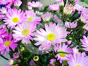 Daisy flowers