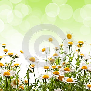 Daisy flowers