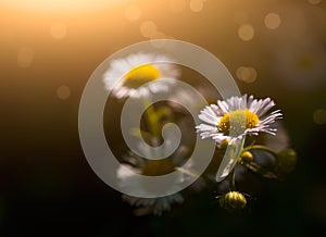 Daisy flowers