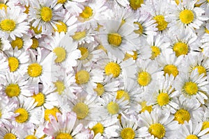 Daisy flowers