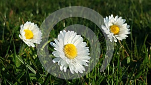 Daisy Flowers