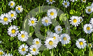 Daisy flowers