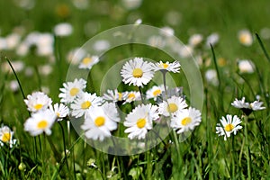 Daisy flowers