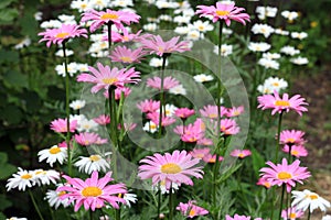 Daisy flowers