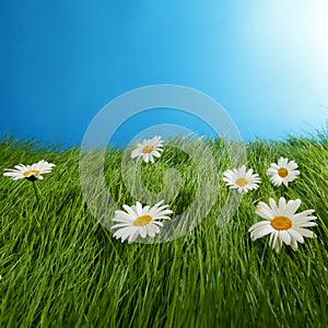 Daisy flowers