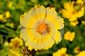 Daisy flowers